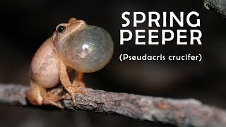 spring peeper mating call  HD [upl. by Margery]