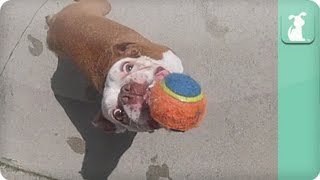 Corgi Boston Terrier Newfoundland and Friends Play in the Pool  Dogs at Play  Summer play [upl. by Yvor]