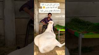 GOAT🐐BUYING GUIDE  SPATIALLY FOR QURBANI EID shorts eid animal wildlife youtubeshorts [upl. by Iinde]