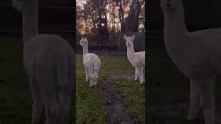 Alpaka evening alpacalove alpaca nature cute farmlife denmark [upl. by Eivi303]