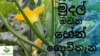 අපූරු හේන් ගොවිතැන්Agriculture Ceylon Survival [upl. by Idnak]