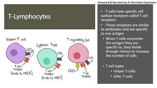 Chapter 112 Immunity  Lymphocytes [upl. by Adiari]