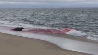 Great White Shark Seal Attack in Cape Cod Caught On Camera [upl. by Sheffie]