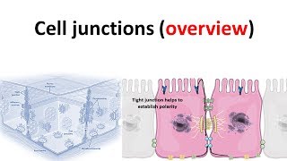 cell junction overview [upl. by Pietrek]