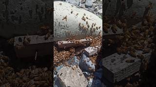 Rare Wasp Discovery in My Apiary  Uncommon Visitor Among bees stinglessbees [upl. by Innattirb]