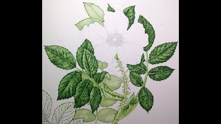 Botanical illustration of Rose leaves [upl. by Oinigih]