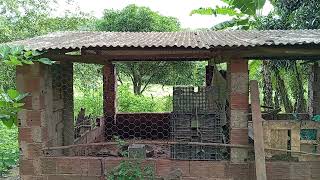 Vendese fazenda com 30 hectares clube dos macacos Município de LimoeiroPE Zap 9 98028333 [upl. by Annahvas]