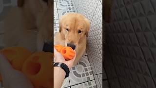 Que dúvida qual bolota pegar elas são tão diferentes golden retrivier 😁🐶🐾🥰 [upl. by Naz]