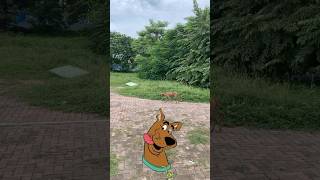 Encontramos ScoobyDoo mira lo que pasó😱😱😱viralvideoシ viralvideo [upl. by Preiser]