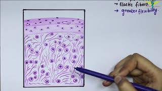 Histology Of Elastic Cartilage [upl. by Kauffman]