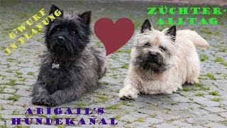 Besuch beim Deckrüden  Hundekanal  Cairn Terrier [upl. by Leatri855]