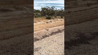 Goanna goanna lizzard reptiles westernaustralia camping life explore offroad shorts me [upl. by Ahseit804]