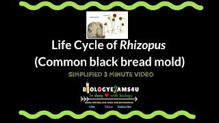 Life Cycle of Rhizopus Reproduction of Rhizopus or Common black bread mold [upl. by Arvid237]