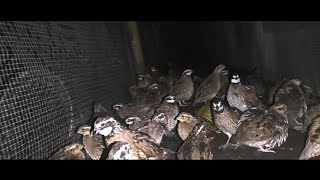 Northern BobWhites at Nite 😴 [upl. by Ietta]