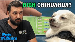 Chihuahua Accidentally Gets High [upl. by Nannah]