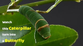 Watch this Caterpillar Turn Into A Butterfly  Papilio Demoleus  Metamorphosis  Lime swallowtail [upl. by Nylarat]