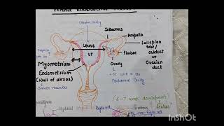 Introduction of female reproductive system 🌸 [upl. by Luanni]