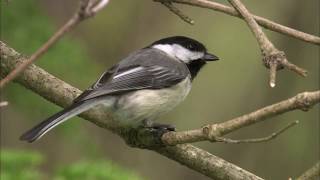 Blackcapped Chickadees at the Feeder [upl. by Tattan]