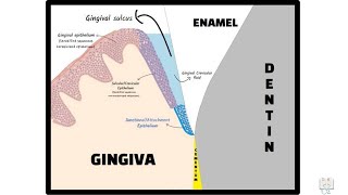 Junctional Epithelium Dentogingival Junction [upl. by Iaras]