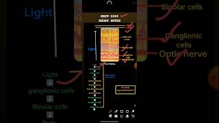 NEETAIIMS  Class11  Neural Control And Coordination  Eye Retina biology alakhpandey neet [upl. by Ahsimal]