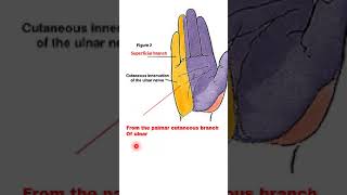 Anatomy of the ulnar Nerve [upl. by Arocat392]