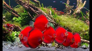 Most Beautiful Red Discus Planted Aquarium  Amazing Discus Tank Mates [upl. by Ddet]