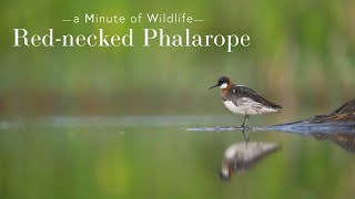 Red Necked Phalarope  A Minute of Wildlife [upl. by Yspyg]