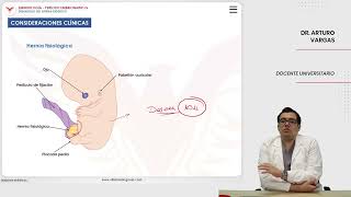 Embriología Desarrollo del sistema digestivo Consideraciones clínicas [upl. by Andromada]