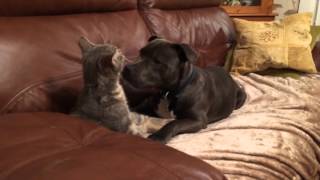 Staffy Puppy v Kitten [upl. by Amann]