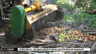 Dans ce verger de SaintPaul les mangues par terre se comptent par centaines [upl. by Oderfodog]