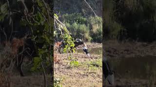 Buffalo Bulls Jog Past Storks Oxpeckers Ride Along in Kruger Park slowmotions wildlife shorts [upl. by Ranee]