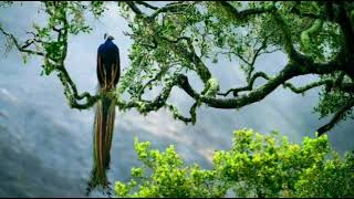 Relaxing Peaceful Nature and Bird Sounds 30 Minutes [upl. by Sallyanne]