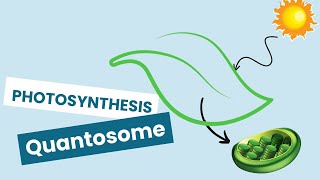 Photosynthesis Quantosome  Info Show [upl. by Joice]