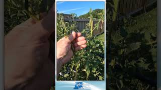 Tomatoes Setting Fruit Above 100°F 38°C [upl. by Refenej188]