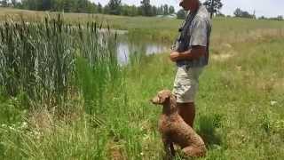 Louter Creek Hunting Poodle quotCooperquot Water Retrieves [upl. by Drarej29]