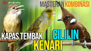 MASTERAN KAPAS TEMBAK  CILILIN  KENARI [upl. by Ecirrehs235]