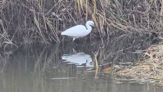 20241109 Naravni rezervat ŠKOCJANSKI ZATOK CICONIIFORMES Egretta garzetta MALA BELA ČAPLJA [upl. by Verene628]