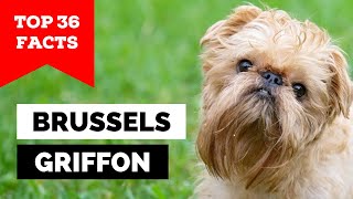 99 of Brussels Griffon Owners Dont Know This [upl. by Alrrats342]