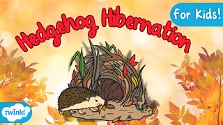 Hedgehog Hibernation Explained  Hibernation for Kids [upl. by Eldwen]