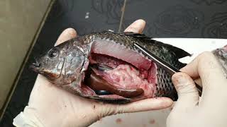 Fish Dissection  Nile Tilapia Oreochromis niloticus  Gastrointestinal System Bedah Ikan Nila [upl. by Joletta]