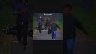 Masalah Dunia 🐘 shorts 2024 elephant trouble running panic calm quotes elephantattack2024 [upl. by Nedap]