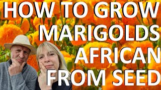 How to grow African Mexican Marigolds from Seed Tagetes erecta [upl. by Nichol]