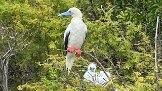 Johnston Atoll Redfooted Booby Colony [upl. by Stultz]