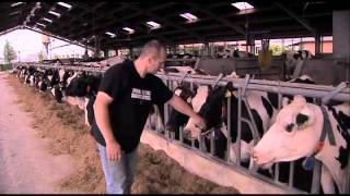 Een dag op de boerderij  De koeien eten geven [upl. by Ilam]