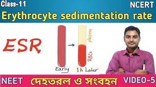 Erythrocyte sedimentation rate in Bengali  ESR  Haematocrit valueHCT in Bengali [upl. by Dihgirb]