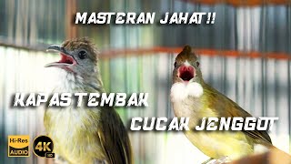 MASTERAN KAPAS TEMBAK VS CUCAK JENGGOT  BIRD OF INDONESIA [upl. by Enwad]