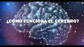 ¿Cómo Funciona el Cerebro Humano [upl. by June]