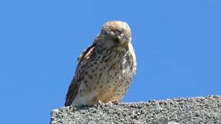 Turmfalke 130524 02 kestrel birds birdsofprey [upl. by Reppiks]