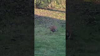 Pheasants in the yard 8 birds pheasants pheasant ringneckedpheasant ringneckpheasant shorts [upl. by Titania]