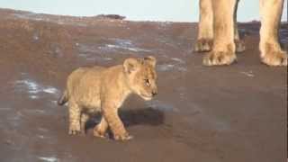 Lion Cubs Growling in the Serengeti [upl. by Valentijn524]